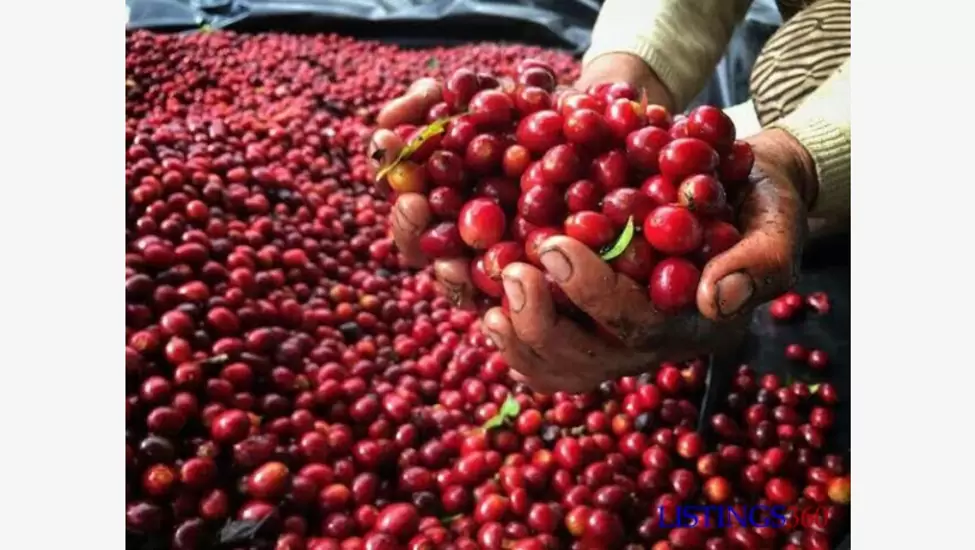 Br070 Coffee Farm Sale | Bonga | Ethiopia